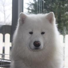 Samojedhund Cabaka´s Ice Breaker of Yacker
