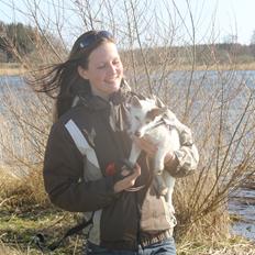 Jack russell terrier Calliston's Maddie