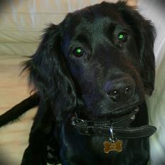 Engelsk springer spaniel Idéfix