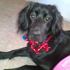 Engelsk springer spaniel Idéfix