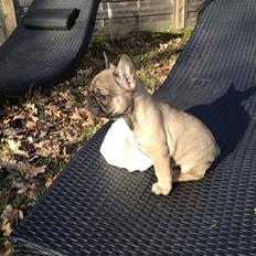 Fransk bulldog Fawn-Honey Allstars Dario aka Biggie