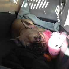 Fransk bulldog Fawn-Honey Allstars Dario aka Biggie