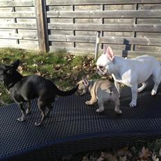 Fransk bulldog Fawn-Honey Allstars Dario aka Biggie