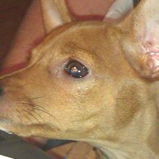 Dvaergpinscher Peanut