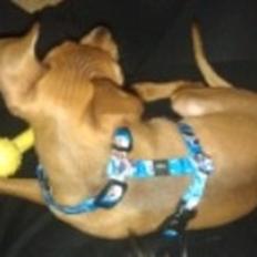 Dvaergpinscher Peanut