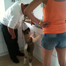 American Akita Mufti