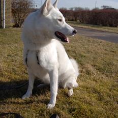 Blanding af racer Lajka