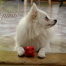 Volpino italiano Ex Animo