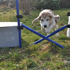 Beagle Matilde *Himmelhund*