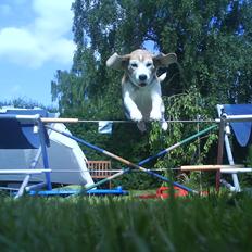 Beagle Matilde *Himmelhund*