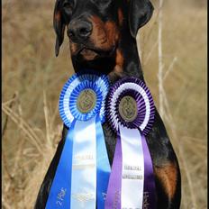 Dobermann Proud Danish Deja Vu R.I.P.