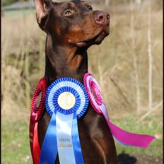 Dobermann Master Mia V Masterhof
