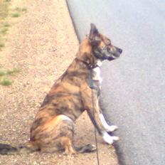 Blanding af racer Tarzan
