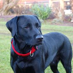Labrador retriever Mille