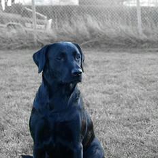 Labrador retriever Mille