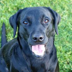 Labrador retriever Mille