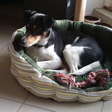 Dansk svensk gaardhund Futte