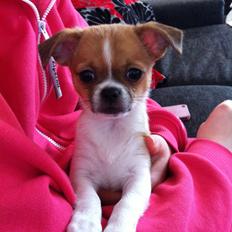 Blanding af racer Princess Dior 