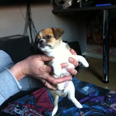 Blanding af racer Princess Dior 