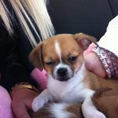 Blanding af racer Princess Dior 