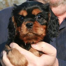 Cavalier king charles spaniel Grand Marica Sweet Vanilla (Luna)