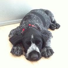 Ruhåret hønsehund Hedda