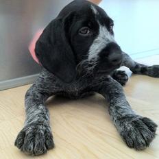 Ruhåret hønsehund Hedda