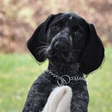 Ruhåret hønsehund Hedda
