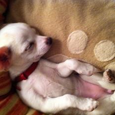 Chihuahua Pennie (himmelhund)