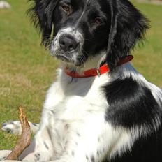 Blanding af racer Enzo