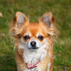Chihuahua Tilde's Gurli ~Chica~