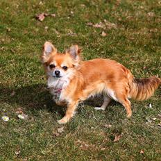 Chihuahua Tilde's Gurli ~Chica~