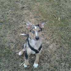 Blanding af racer Gizmo