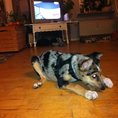 Blanding af racer Gizmo