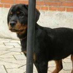 Rottweiler Aslan (Kiks)