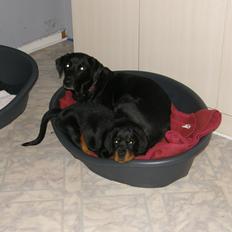 Rottweiler Aslan (Kiks)