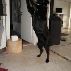 Blanding af racer Ida