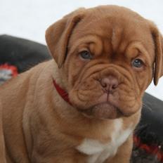 Dogue de bordeaux Estéphe's Kiss Me Kalah