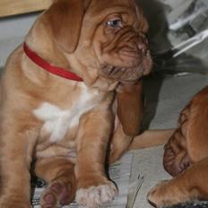 Dogue de bordeaux Estéphe's Kiss Me Kalah