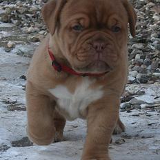 Dogue de bordeaux Estéphe's Kiss Me Kalah