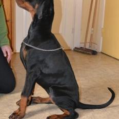 Dobermann Akitta