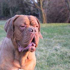Dogue de bordeaux Shadow of Oak Bombay