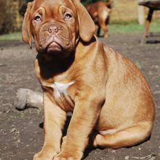 Dogue de bordeaux Dorsdorf's E'Peanut at Estéphe's
