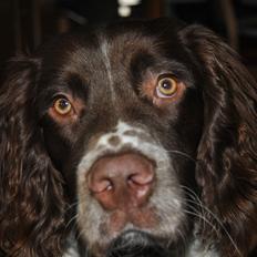 Engelsk springer spaniel Hannibal<3