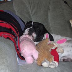 Fransk bulldog Bjarne