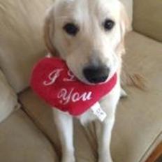 Golden retriever krumme