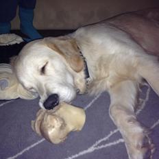 Golden retriever krumme