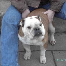 Engelsk bulldog Trunte R.i.p D25/5-2015