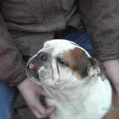 Engelsk bulldog Trunte R.i.p D25/5-2015