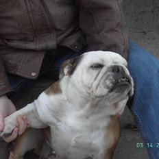 Engelsk bulldog Trunte R.i.p D25/5-2015
